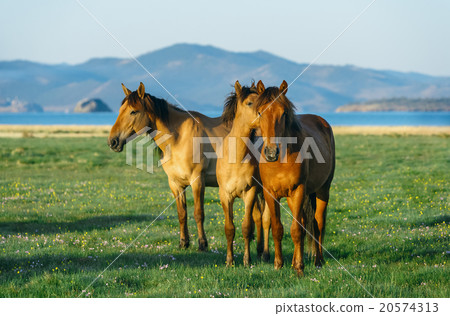 three horses. horse in the nature 20574313
