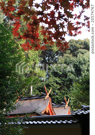 秋葉 - 京都大原神社 -  20574767