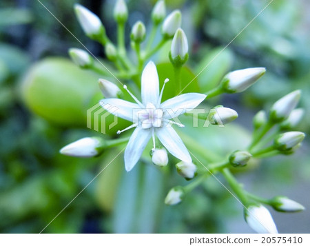 Kagetsu花 Kagetsu花 20575410