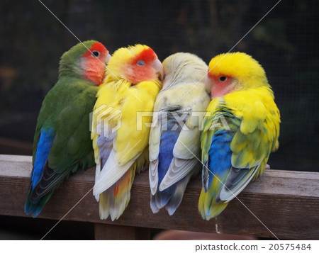 Incolabbard Kozakuraneko五顏六色的長尾小鸚鵡 Incolabbard Kozakuraneko五顏六色的長尾小鸚鵡 20575484