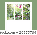 Window with rose garden viewing window 20575796