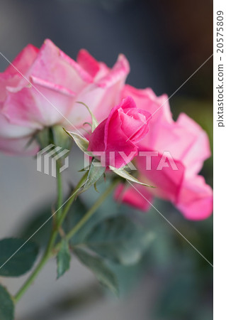 Rose 20575809