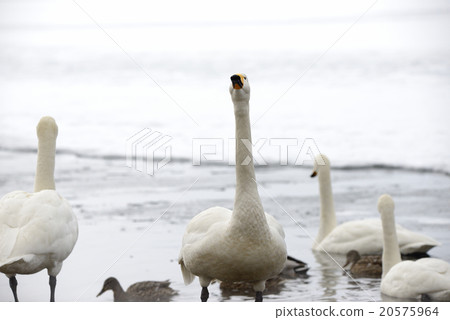 Swan Kussharo Lake in winter swans in sand water Swan Kussharo Lake in winter swans in sand water 20575964