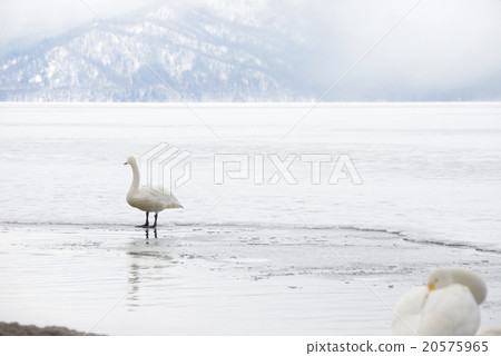 Swan Kussharo Lake in winter swans in sand water Swan Kussharo Lake in winter swans in sand water 20575965