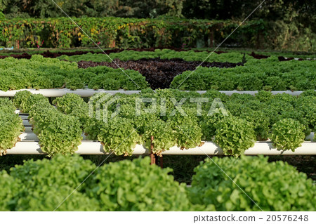 organic hydroponic vegetable 20576248