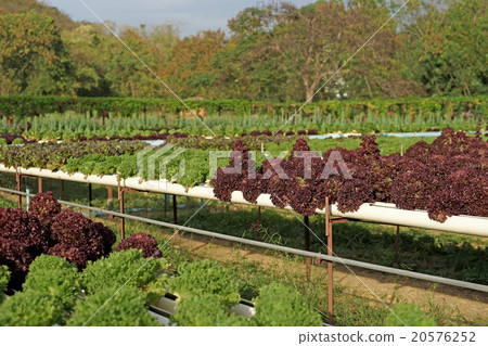 organic hydroponic vegetable 20576252
