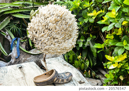 Wasp's Nest 20576547