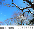 雪和樹木 20576783