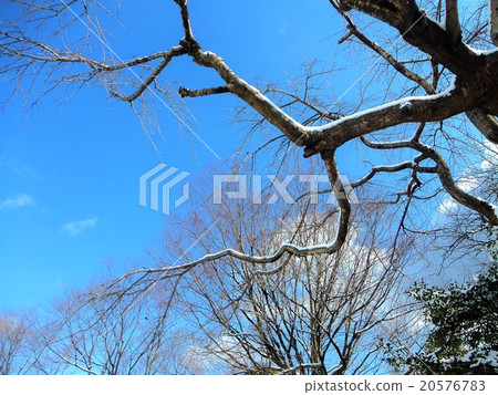 雪和樹木 雪和樹木 20576783
