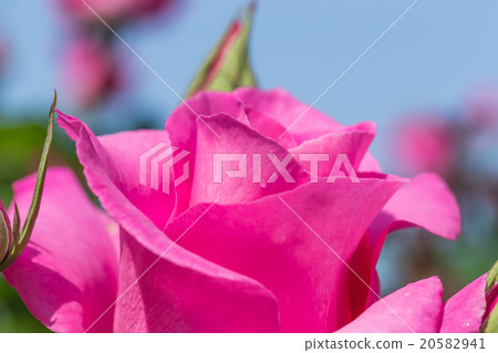 玫瑰花 20582941