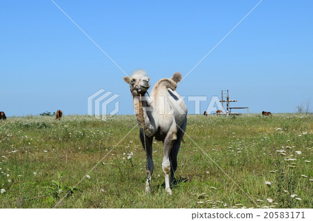Camel on a pasture 20583171