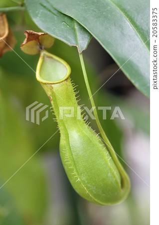 Gourd's flagellum 20583375