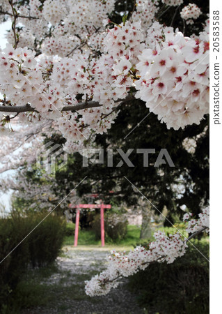 櫻花和神社 20583588