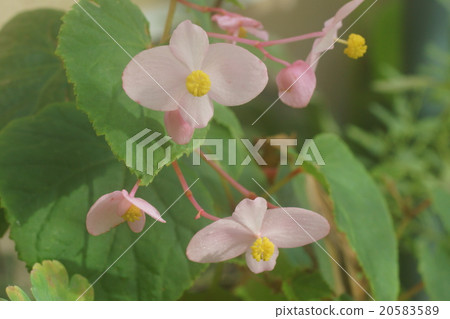 Begonia 20583589