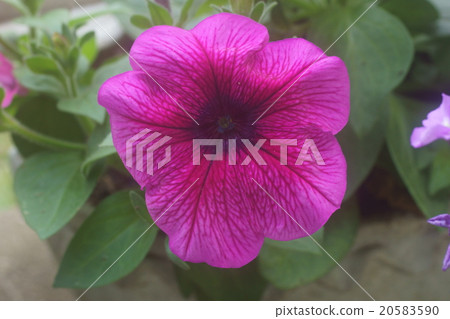 Petunia 20583590