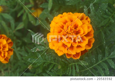 Marigold Marigold 20583592