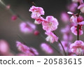 春天的標誌 20583615