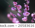 充滿了鮮紅的李子 20583616