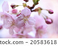 河津櫻花 20583618