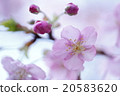 河櫻花和芽 20583620