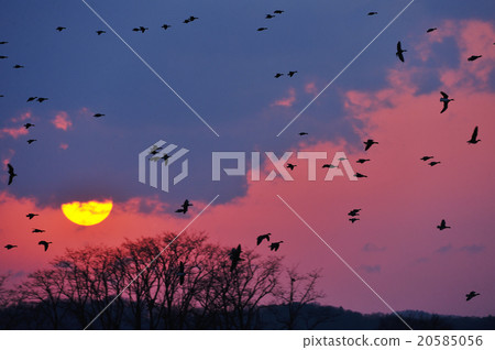 Sunset and Magan 20585056