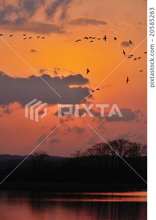 A group of magans entering roost A group of magans entering roost 20585263