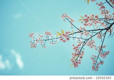 Wild Himalayan Cherry spring blossom 20585383