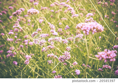 Purpletop Vervain flower blossom in garden Purpletop Vervain flower blossom in garden 20585397