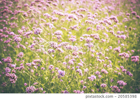 Purpletop Vervain flower blossom in garden Purpletop Vervain flower blossom in garden 20585398