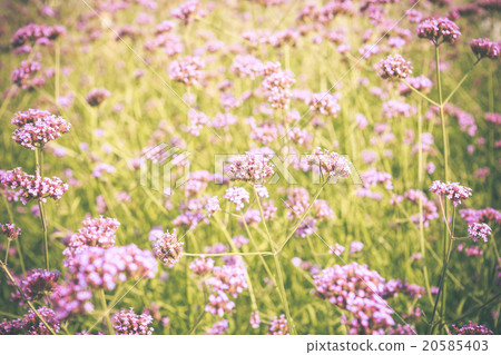 Purpletop Vervain flower blossom in garden 20585403