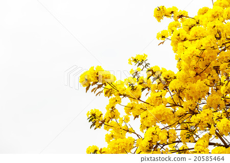 Yellow tabebuia flower blossom  20585464