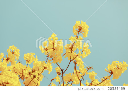 Yellow tabebuia flower blossom 20585469