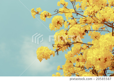 Yellow tabebuia flower blossom 20585587