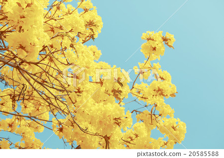 Yellow tabebuia flower blossom 20585588