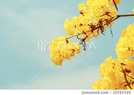 Yellow tabebuia flower blossom 20585589