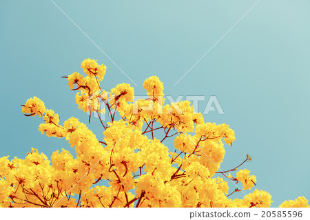 Yellow tabebuia flower blossom 20585596