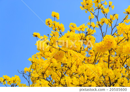 Yellow tabebuia flower blossom Yellow tabebuia flower blossom 20585600