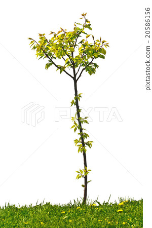 small apricot tree on the white background small apricot tree on the white background 20586156