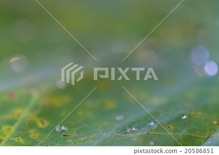 dew drop on leaf 20586851