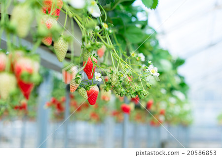 草莓農場·草莓採摘 20586853