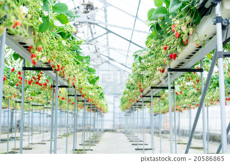 草莓農場·草莓採摘 草莓農場·草莓採摘 20586865