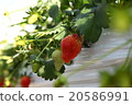 A delicious strawberry 20586991
