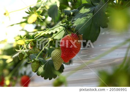 A delicious strawberry 20586991