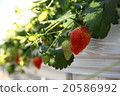 A delicious strawberry 20586992