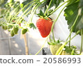 A delicious strawberry 20586993