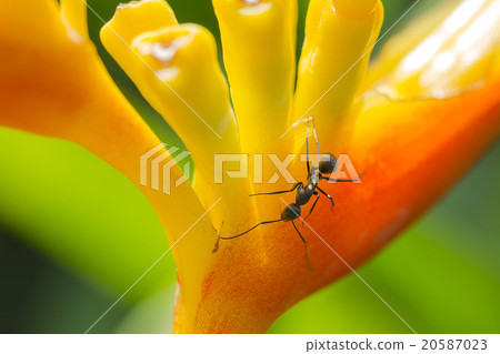 Ant on yellow flower Ant on yellow flower 20587023