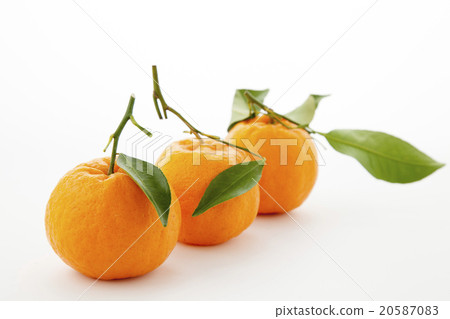 Three Poncan with leaves Three Poncan with leaves 20587083