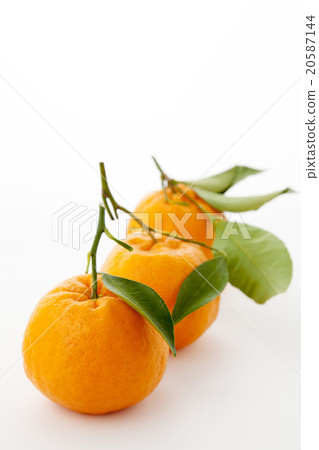 與葉子的三Poncan 20587144