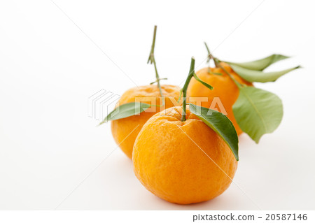 Three Poncan with leaves 20587146