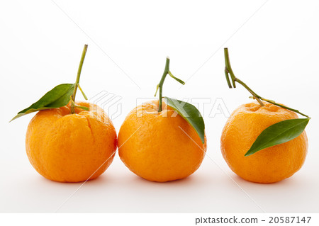 Three rows of Ponkan with leaves 20587147